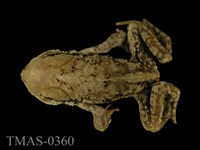 藏品(盤古蟾蜍)的圖片